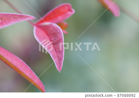 Nandina with frost on the leaves February 87088092