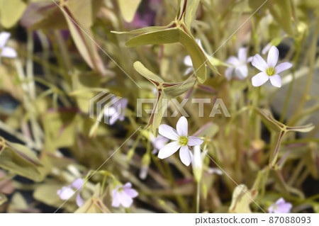 Shamrock Sanne 87088093