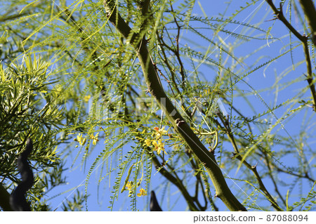 Jerusalem Thorn 87088094