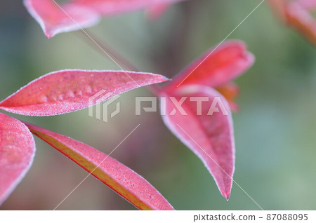 Nandina with frost on the leaves February 87088095