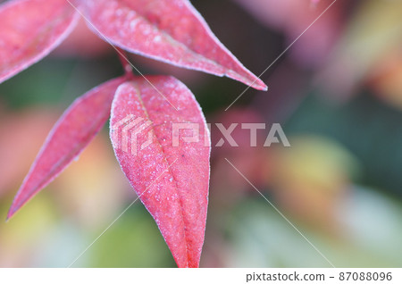 Nandina 葉子上有霜 2 月 Nandina 葉子上有霜 2 月 87088096