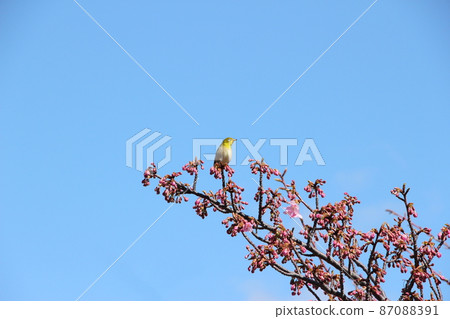 White-eye and cherry blossom buds that herald spring 87088391