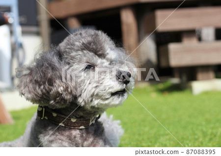 坐在草地上的玩具貴賓犬的面部表情 坐在草地上的玩具貴賓犬的面部表情 87088395