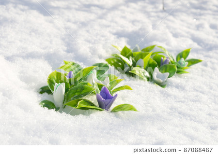 Plastic flowers stuck in the snow, imitation of the first spring flowers 87088487