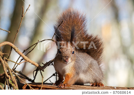 A red squirrel with a fluffy tail looks at the camera. Posing 87088614