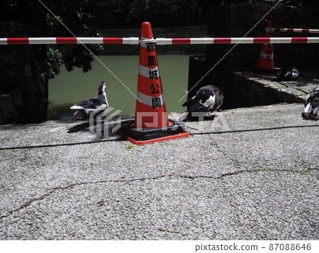 Muscovy duck in Shuri Park, Okinawa Muscovy duck in Shuri Park, Okinawa 87088646