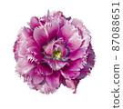 Top view of velvet violet tulip 87088651
