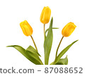 Three yellow tulips 87088652