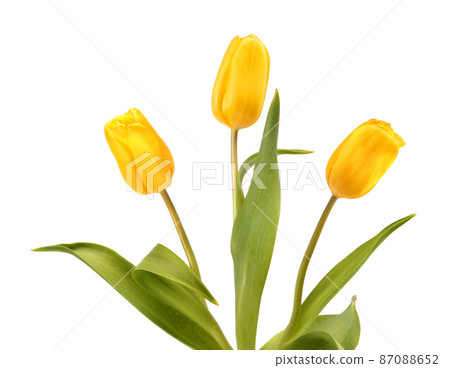 Three yellow tulips 87088652