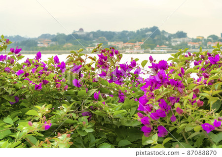 Gulangyu, Xiamen, China seen from Xiamen Island, Fujian Province, China 87088870