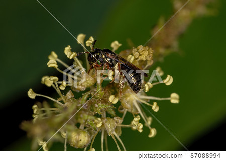 Adult Sweat Bee 87088994