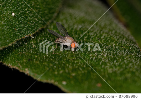 Adult Small Fruit Fly Adult Small Fruit Fly 87088996