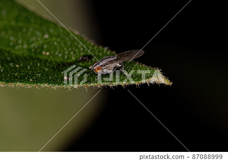 Adult Lauxaniid Fly Adult Lauxaniid Fly 87088999