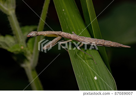 Photinaid Mantis Nymph 87089007
