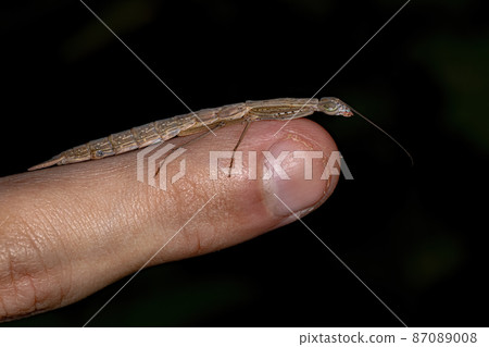 Photinaid Mantis Nymph 87089008