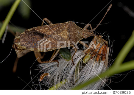 Adult Leaf-footed Bug Adult Leaf-footed Bug 87089026