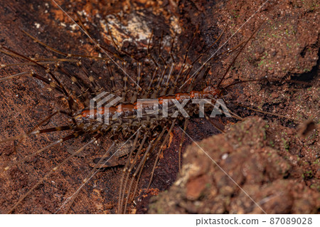 Small House Centipede Small House Centipede 87089028