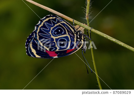 Adult Eighty Butterfly Adult Eighty Butterfly 87089029