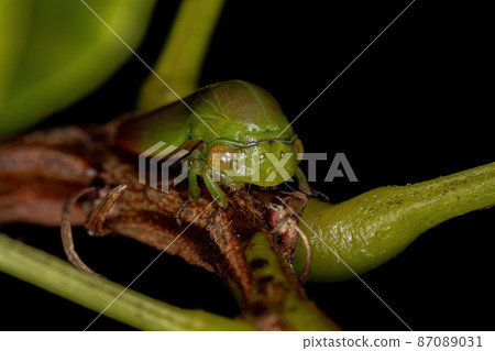 Adult Typical Treehopper Adult Typical Treehopper 87089031
