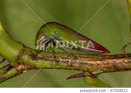 Adult Typical Treehopper Adult Typical Treehopper 87089032