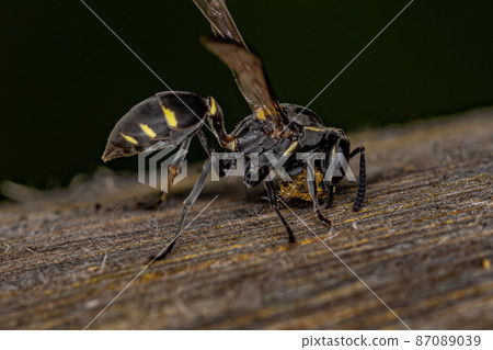 Adult Long-waisted Honey Wasp 87089039