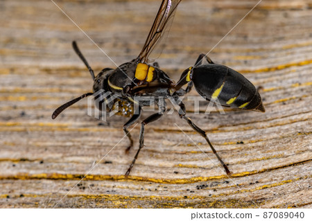 Adult Long-waisted Honey Wasp 87089040