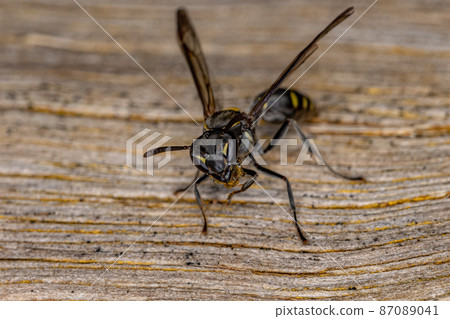 Adult Long-waisted Honey Wasp 87089041