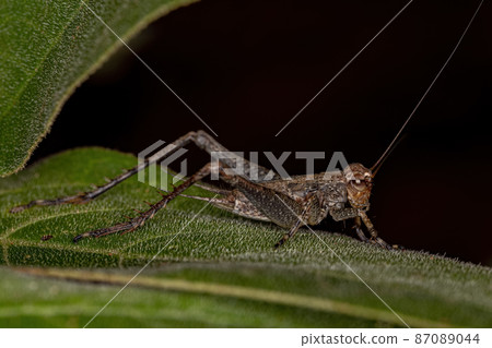 True Cricket Nymph True Cricket Nymph 87089044