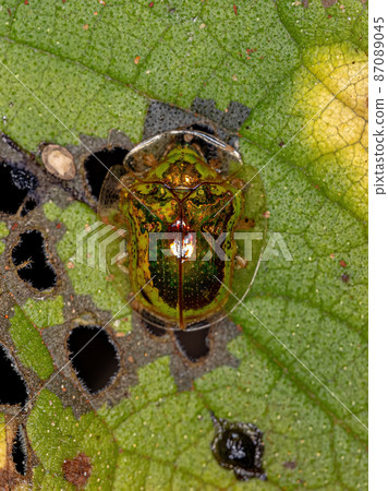 Adult Yellow Tortoise Beetle 87089045