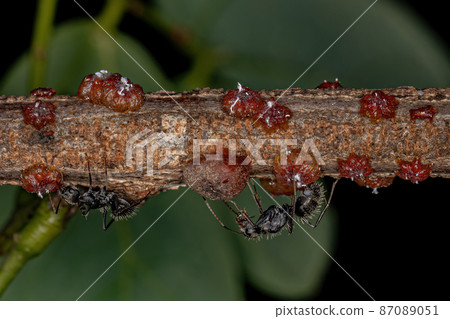Small lacquer-producing mealybugs Small lacquer-producing mealybugs 87089051