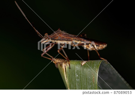 Adult Broad-headed Bug 87089053