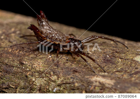 Small Orbweaver Spider 87089064