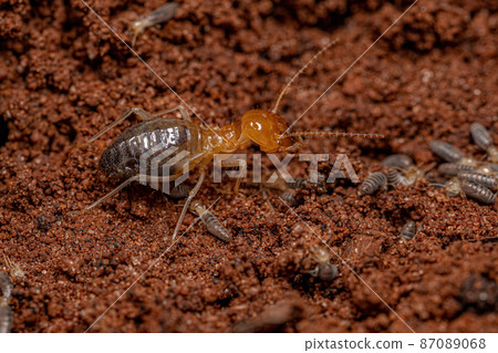 Adult Jawsnouted Termite preying on smaller termites 87089068