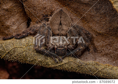 Adult Huntsman Spider 87089072