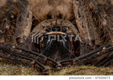 Adult Huntsman Spider 87089073
