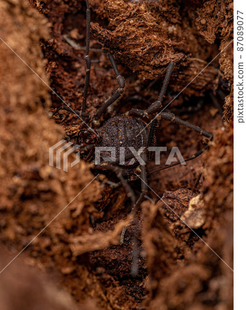 Adult Gonyleptid Harvestmen Adult Gonyleptid Harvestmen 87089077