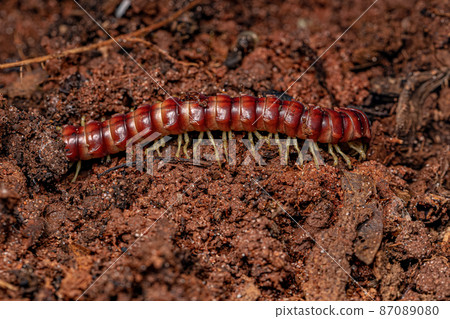 Red Flat-backed Millipede Red Flat-backed Millipede 87089080