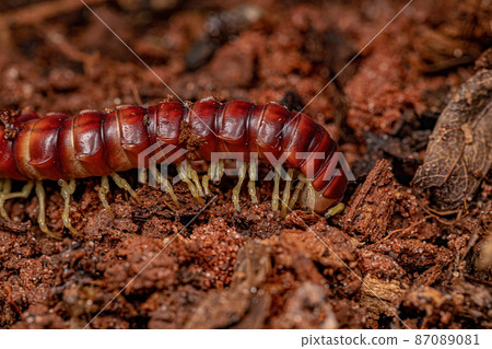 Red Flat-backed Millipede Red Flat-backed Millipede 87089081