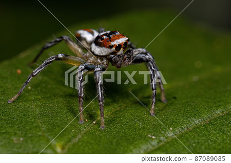 Adult Male Jumping Spider 87089085