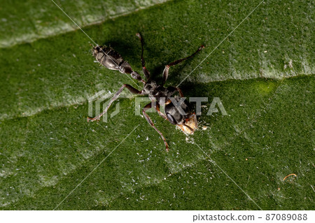 Adult Female Twig Ant Adult Female Twig Ant 87089088