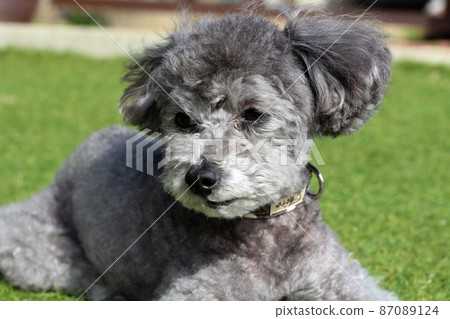 Facial expression of a toy poodle sitting on the grass Facial expression of a toy poodle sitting on the grass 87089124