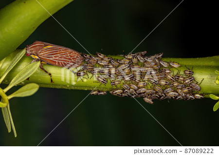 Adult Aetalionid Treehopper Adult Aetalionid Treehopper 87089222