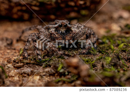 adult male jumping spider 87089236