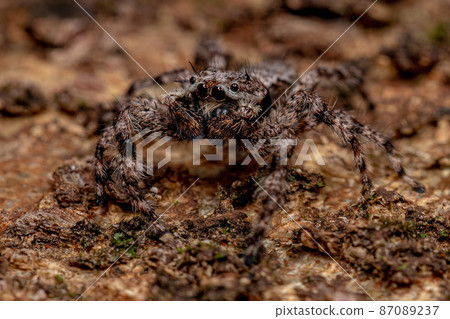 adult male jumping spider 87089237