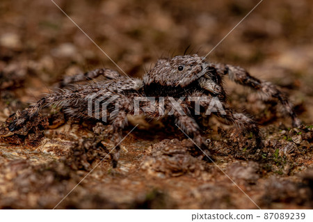 adult male jumping spider 87089239