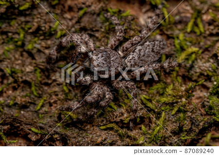 adult male jumping spider 87089240