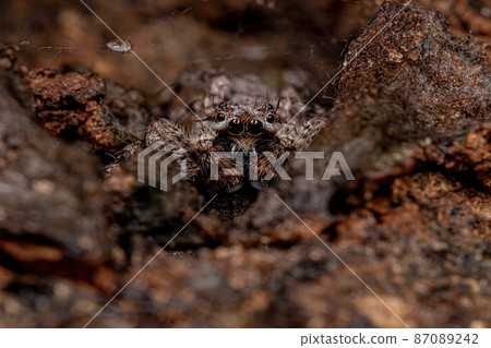 adult male jumping spider 87089242