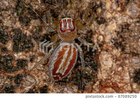 Adult Female Jumping Spider Adult Female Jumping Spider 87089250