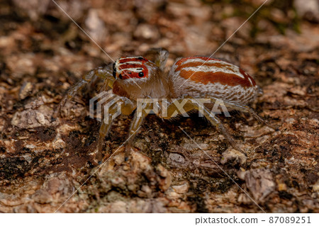 Adult Female Jumping Spider Adult Female Jumping Spider 87089251