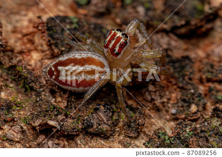 Adult Female Jumping Spider 87089256